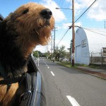 Driving with pets doubles crash risk among elderly